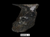 藏品(企鵝鶯蛤)的圖片